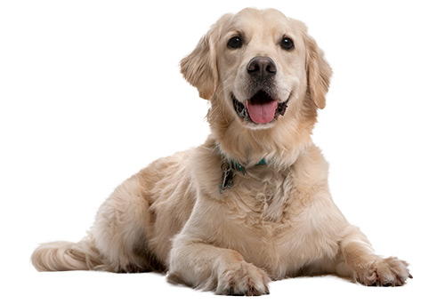 Happy golden retriever