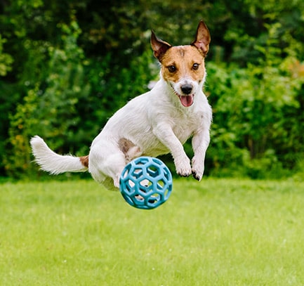 Dog Boarding