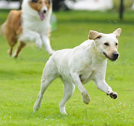 Dog Daycare