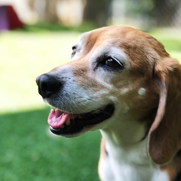 smiling dog